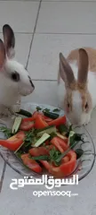  2 أرانب للبيع