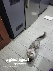  3 قطط شانشبلا للبيع