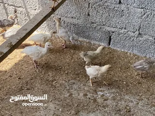  3 صيصان رومي