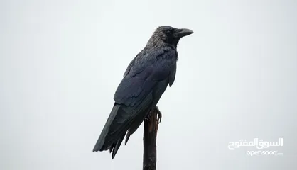  1 مطلوب فرخ غراب زق او بوم