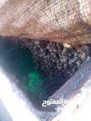  4 خلايا نحل مظغوطه للبيع،خلايا نحل ليست تقسيم ،خلايا نحل امايات نضيفه معالجه