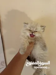  1 كتن هملايا عمر 45 يوم للبيع بسعر مغري