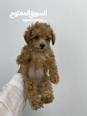  6 Toy poodle