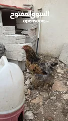  5 ديك وخمس دجاجات براهمي