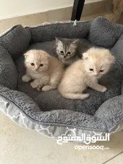  3 سكوتش فولد