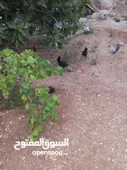  5 جاج بلدي للبيع الحاج مش كبير بالعمر اله شهرين بيبيض