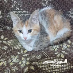  3 قطط للتبني