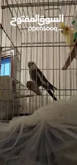  11 كوكتيل  واحد وايت فيس