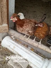  2 بيض بلدي مخصب للبيع