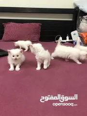  9 Persian cat for sale and Waite color and max also available and beautiful baby 