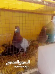  22 حمام للبيع او بدل على عصفير
