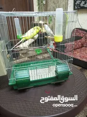 4 جوز حب للبيع كاش بسعر 20 دينار