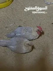  3 دجاج قولد  عمرهم 3 شهور
