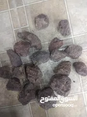  1 حجر شاركول للبيع