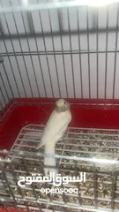  2 طير كنار للبيع