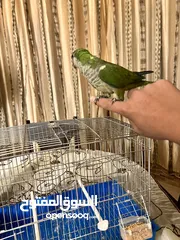  1 ببغاء كويكر ذكر