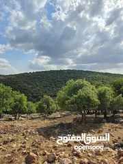  2 ارض مساحه 5 دونم  غابه و مجاوره للغابه من مالك مباشره
