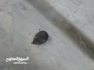  2 قنفذ صحه ونضافه للبيع