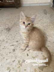  6 قطط للبيع او التبني