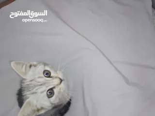  4 قطط كيتن سكوت ستريت