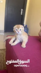  2 Golden and blue folded Scottish cat  جولدين سكوتش فولد عمر ثلاث شهور مستوى خارق