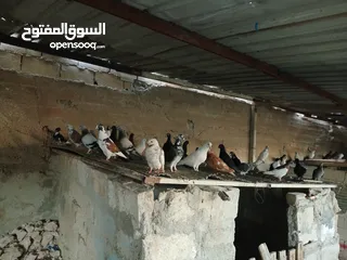  26 انواع حمام مشكلة للبيع
