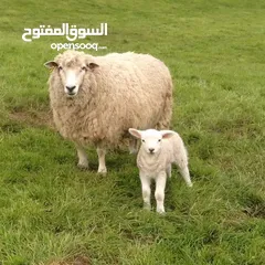 4 قص صوف الاغنام