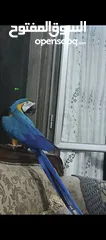  2 ببغاء مكاو Blue and Gold متكلم مواجهه اليف عجينه ثوب كامل وبجنن وافلح من ذكر الله وشوف الوصف