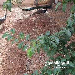  3 طاووس هندي للبيع بسعر مغري ما بنختلف عالسعر