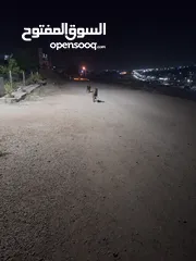  2 كلب ذكر للبيع
