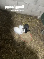  3 ارانب للبيع