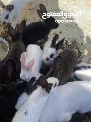  7 أرانب بصحة فوق الممتازه و مأكل ومشرب من افضل ما يكون مختلفة الأنواع و الأحجام والأعمار للبيع حصرا