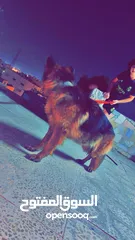  3 جيرمن شيبرد german shepherd