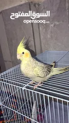  1 Cockatiel Baby Parrot Tamed Age 45 Days