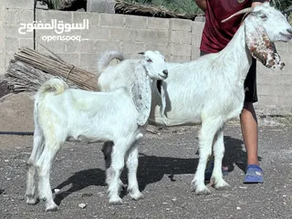  1 شاه شاميه راهيه ضخمه مع بنتها صخله والام عشار اللهم بارك وتجيب تؤوم