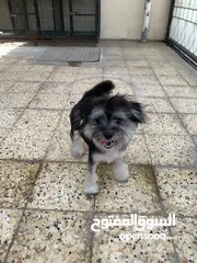  4 Maltese black dog male