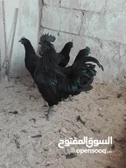  1 طقم دجاج لامبرجيني شغال