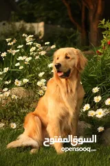  2 الراعي الألماني: أقوى، أذكى للتدريب العسكري/الحراسة. 	•	الجولدن: ألطف، مناسب للعائلة والأطفال واللعب