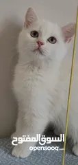  4 ذكر بريتيش عمر 4 شهور ونصف