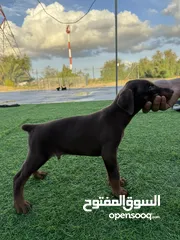 7 Doberman Puppy available 40 days 3 male 3 female