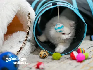  5 Persian Kitten 6months + All Accessories