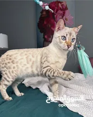  1 Bengal Kittens/ قطط البنغال ((سعر مغري جدا))