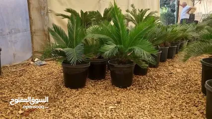  26 الحديقه والمنزل جميع انواع الاشجار المثمرة والأشجار الحرجيه ونباتات الزينة