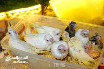  13 يتوفر لدينا مجموعه انواع طيور اليفه  دره اليف  لوري اليف  كوكتيل اليف  روز اليف  حب اليف