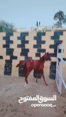  2 خيل عربيه للبيع