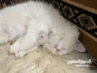  1 قطة شيرازية عمر سنه عيون زرقاء