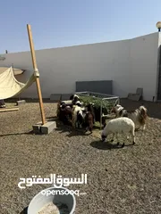  1 ‏أغنام للبيع بالجملة أو مفرق