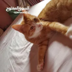  2 قطه للتبني