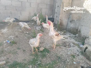  8 دجاج للبيع