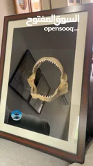  2 إطار فك المفترس نادر للبيع. القرش.     Jaws frame for sale. Shark